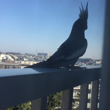 Cockatiel 内緒 Sun, 3/1/2020