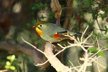 ソウシチョウ 多摩市 2020年2月27日(木)