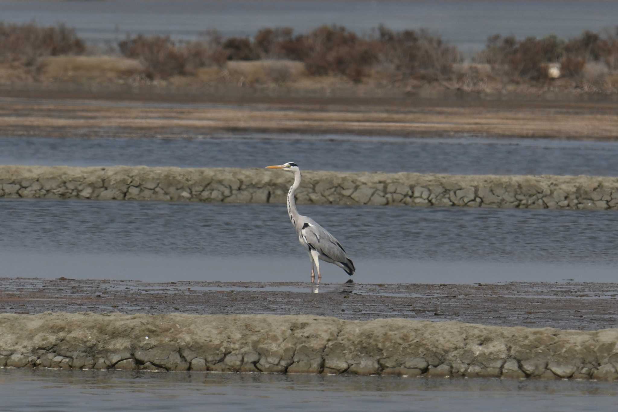 Grey Heron