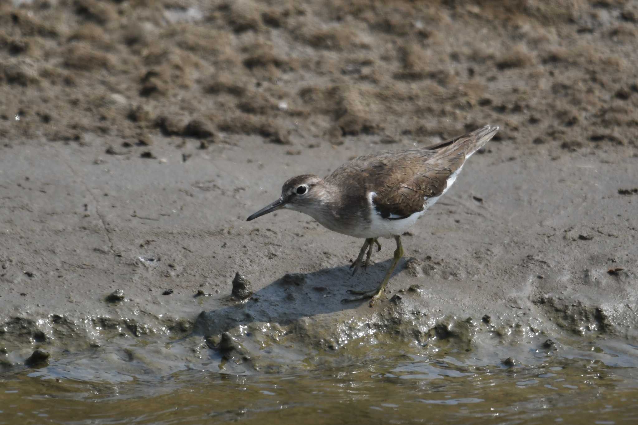 Common Sandpiper