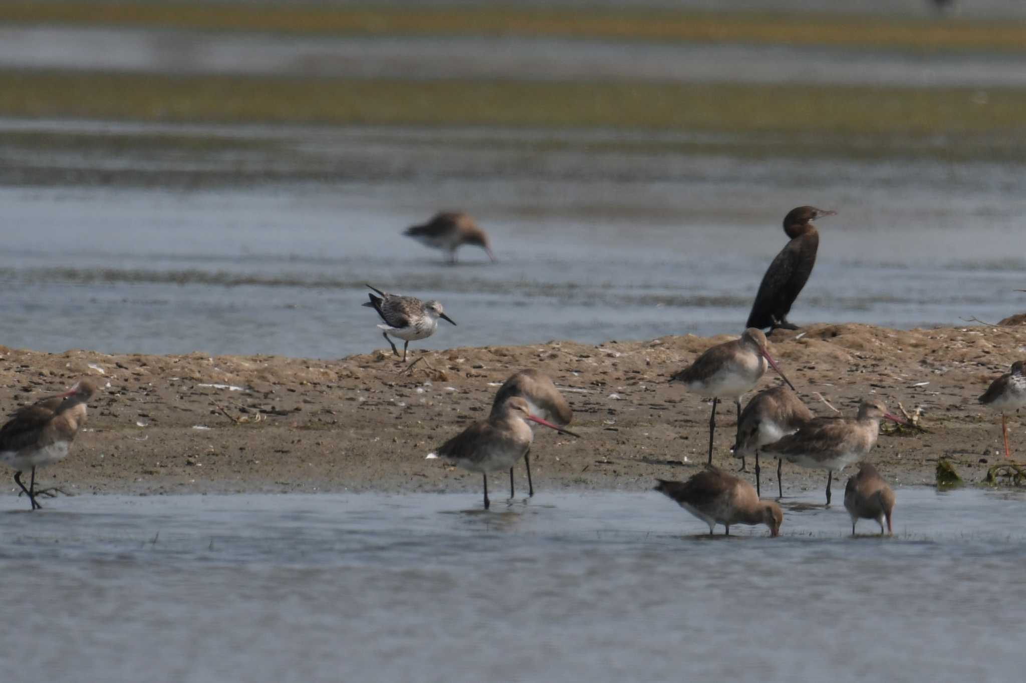 Great Knot