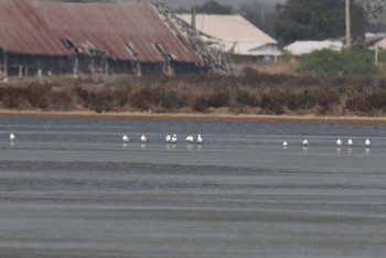 Brown-headed Gull タイ Sat, 2/8/2020