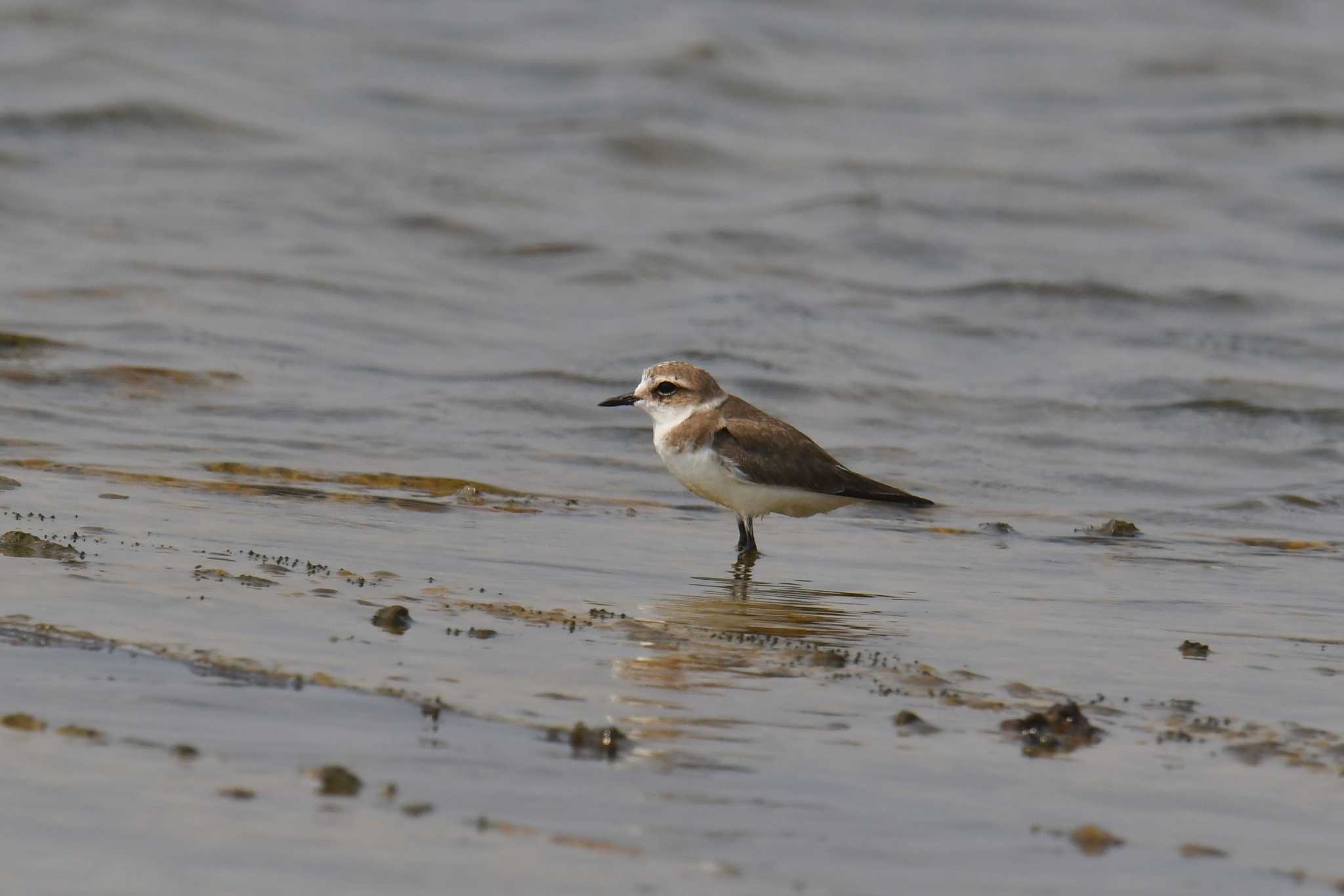 Kentish Plover