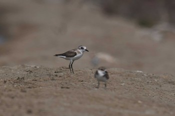 Greater Sand Plover タイ Sat, 2/8/2020