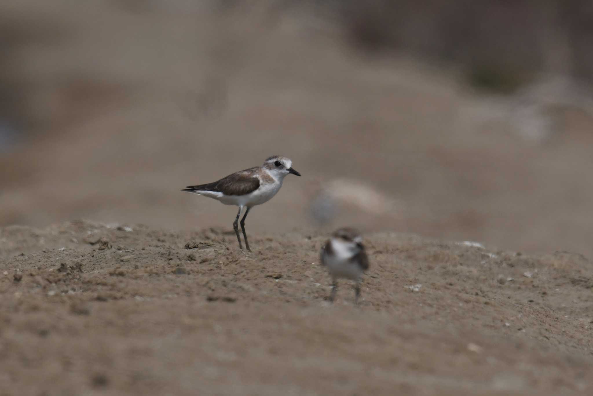 Greater Sand Plover