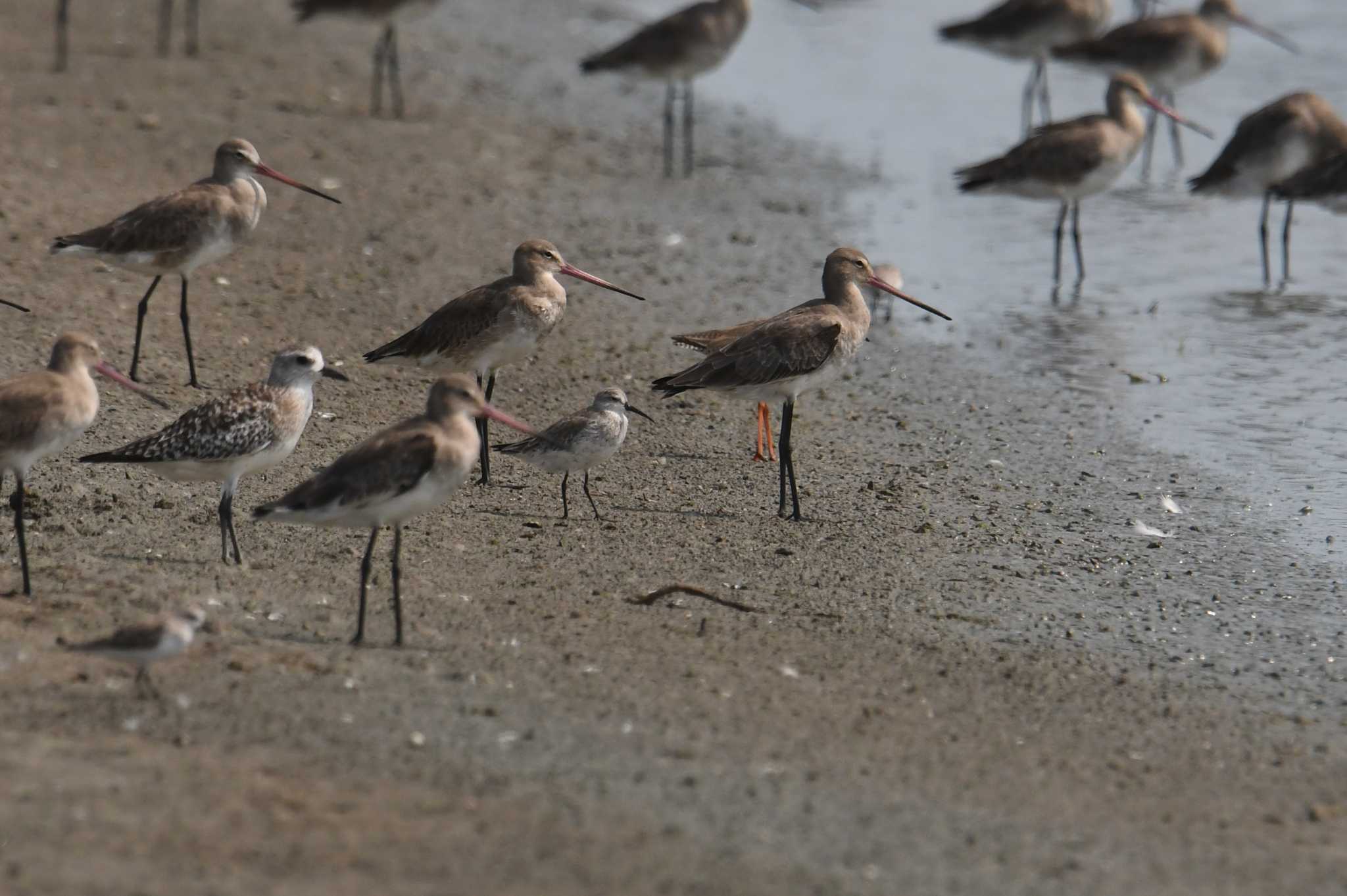 Curlew Sandpiper