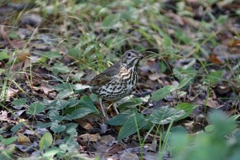 ウタツグミ 大阪城公園 2015年10月16日(金)