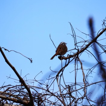 Meadow Bunting 宮ヶ瀬湖 Tue, 3/3/2020