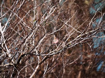 Siberian Long-tailed Rosefinch 宮ヶ瀬湖 Tue, 3/3/2020