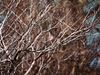 Siberian Long-tailed Rosefinch 宮ヶ瀬湖 Tue, 3/3/2020