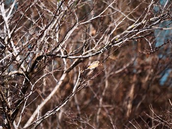 Siberian Long-tailed Rosefinch 宮ヶ瀬湖 Tue, 3/3/2020