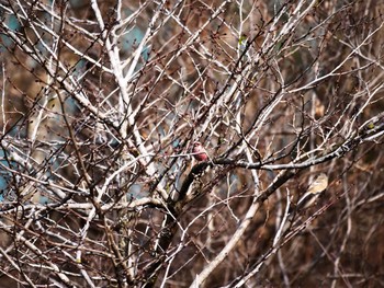 Siberian Long-tailed Rosefinch 宮ヶ瀬湖 Tue, 3/3/2020