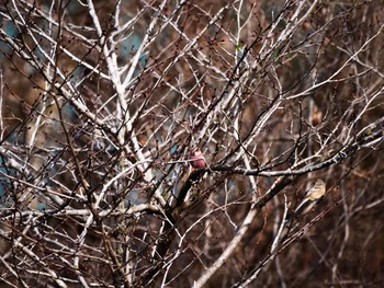 Siberian Long-tailed Rosefinch 宮ヶ瀬湖 Tue, 3/3/2020