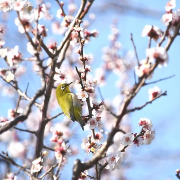 Warbling White-eye 岐阜市 Unknown Date