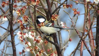 シジュウカラ 滋賀県びわこ地球市民の森 2020年3月3日(火)