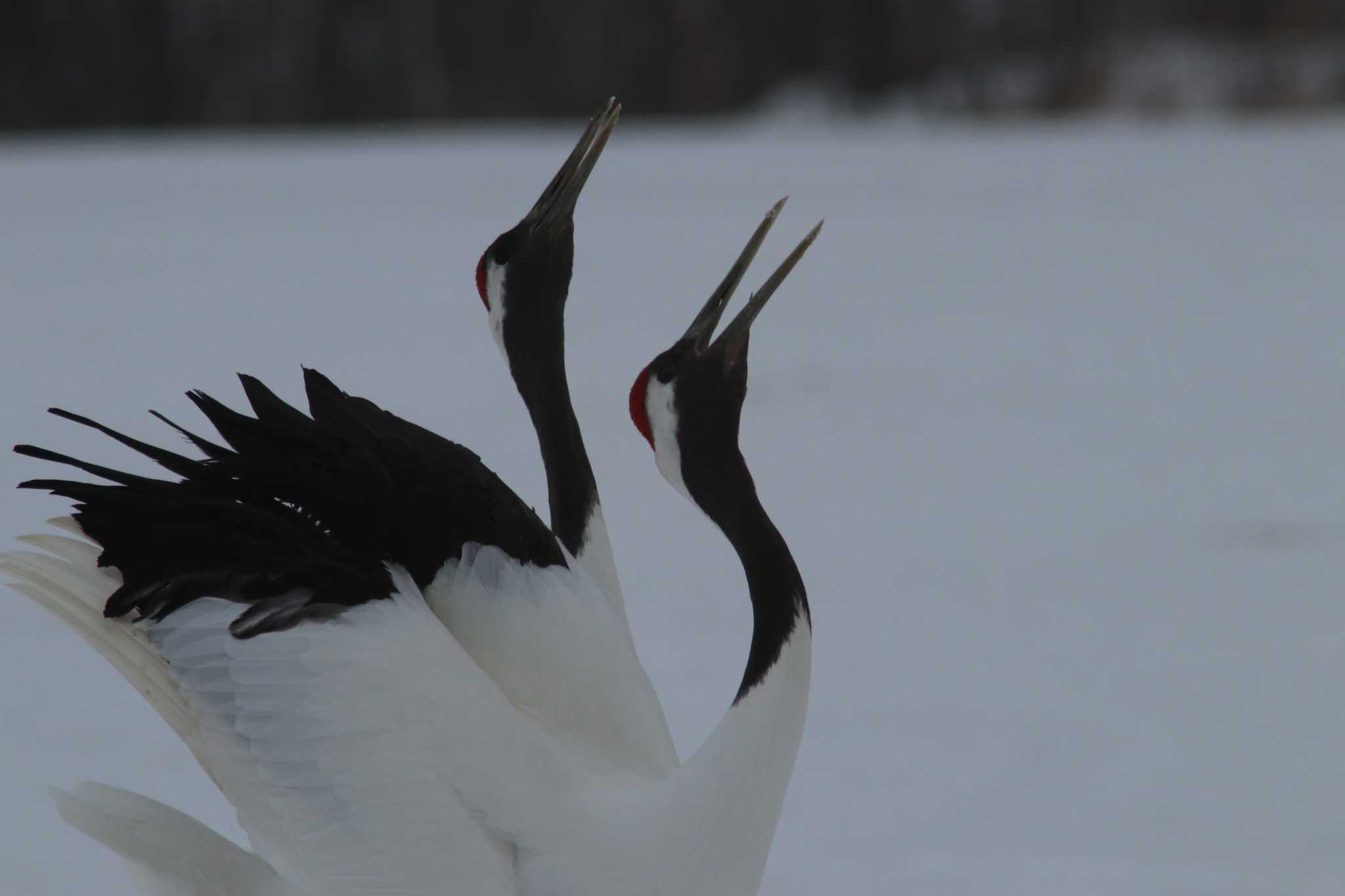 タンチョウ by Hokkaido.univ