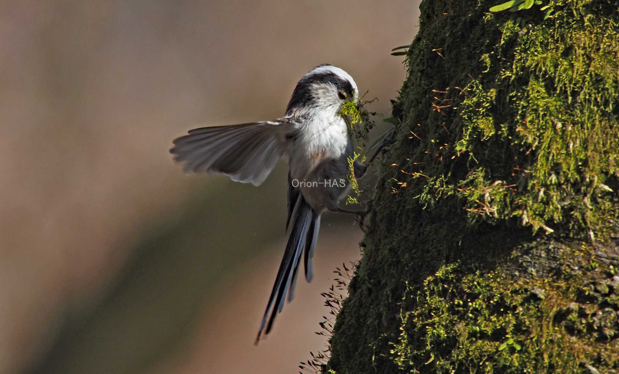 OM-D E-M1 Mark III + EF400mm F5.6L USM + テレコン×1.4 by Orion-HAS