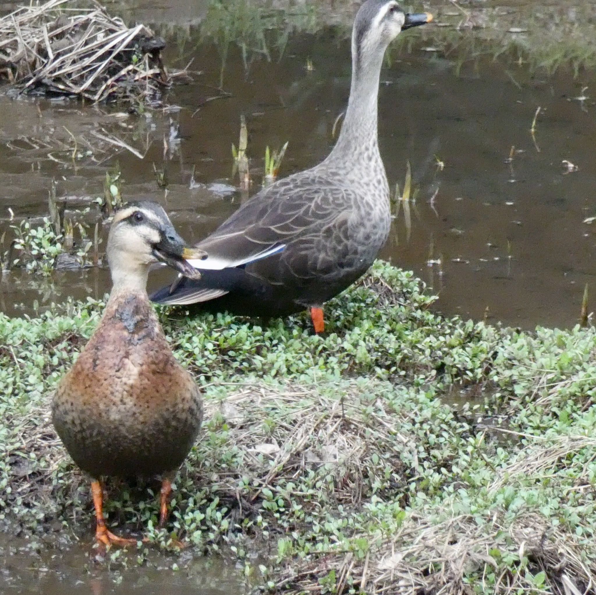 東高根森林公園 カルガモの写真 by どぶろく