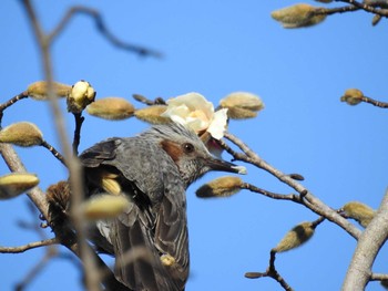 Brown-eared Bulbul Shakujii Park Tue, 3/3/2020