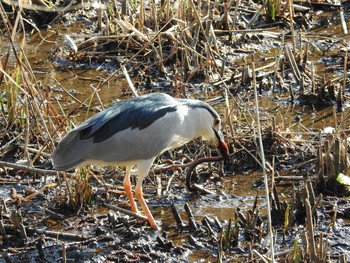 Black-crowned Night Heron Shakujii Park Tue, 3/3/2020