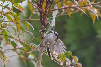 Long-tailed Tit 東村山市 Tue, 2/25/2020