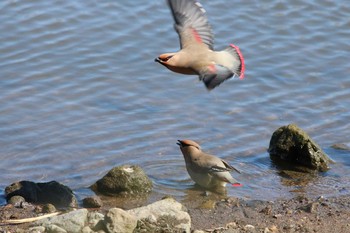 Japanese Waxwing 大室公園 Tue, 3/3/2020