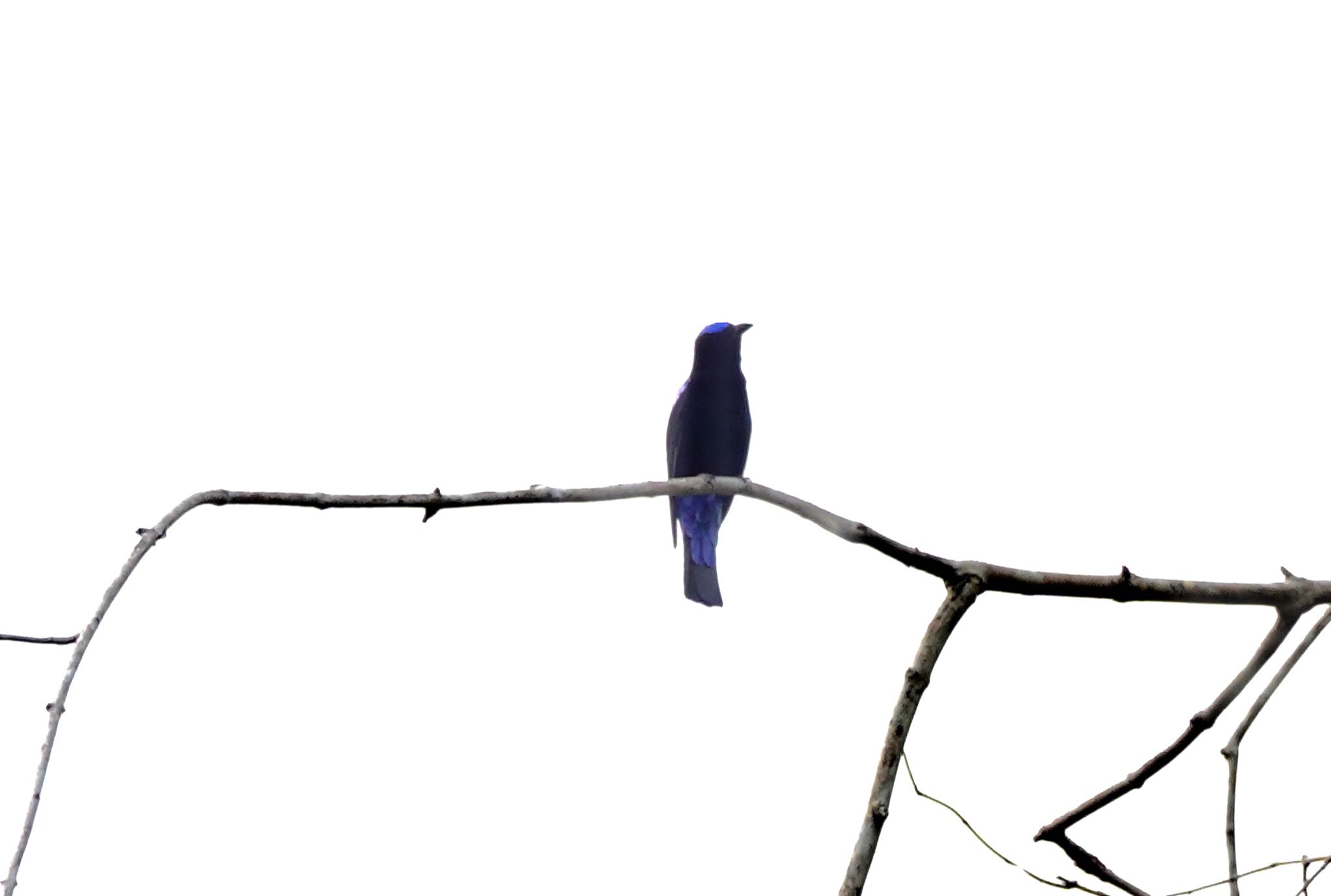 Photo of Asian Fairy-bluebird at タイ中部 by のどか