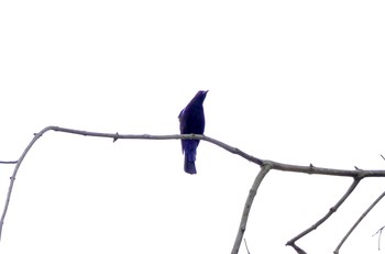 Asian Fairy-bluebird タイ中部 Mon, 2/10/2020