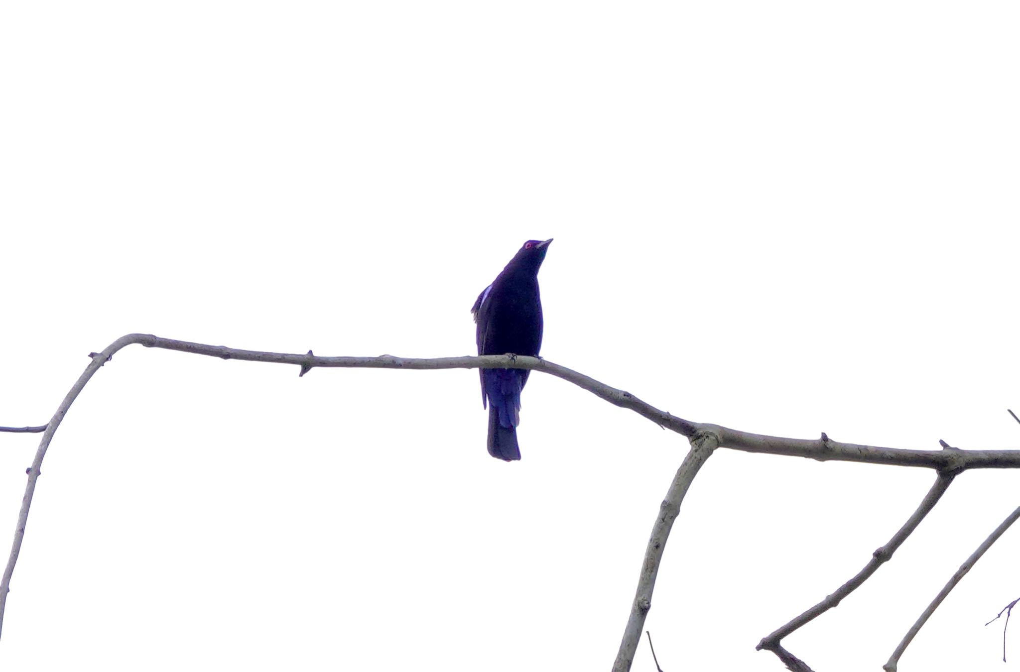 Photo of Asian Fairy-bluebird at タイ中部 by のどか