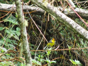 Collared Whitestart