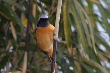 Daurian Redstart 大室古墳群 Tue, 3/3/2020