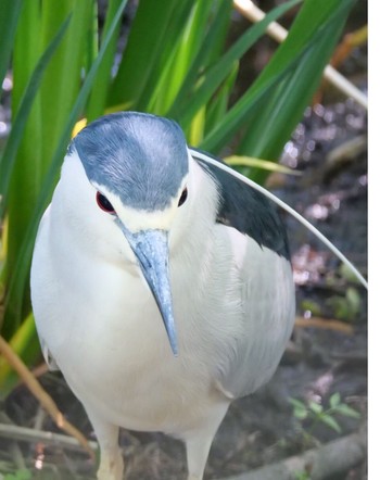 Black-crowned Night Heron Unknown Spots Unknown Date