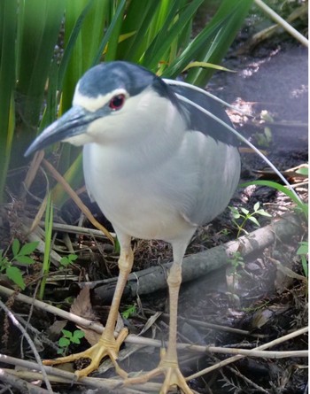 Black-crowned Night Heron Unknown Spots Unknown Date