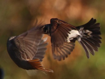 Dusky Thrush 久宝寺緑地公園 Tue, 3/3/2020