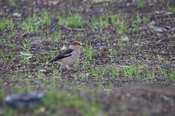 Hawfinch 久宝寺緑地公園 Tue, 3/3/2020