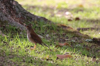 シロハラ 久宝寺緑地公園 2020年3月3日(火)