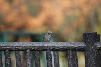 ヒヨドリ 久宝寺緑地公園 2020年3月3日(火)