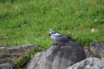 White Wagtail 久宝寺緑地公園 Tue, 3/3/2020