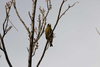 Grey-capped Greenfinch 久宝寺緑地公園 Tue, 3/3/2020