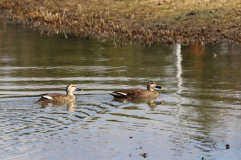 Eastern Spot-billed Duck 久宝寺緑地公園 Tue, 3/3/2020