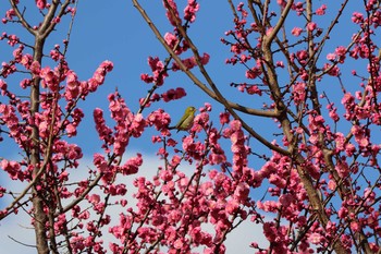 Warbling White-eye 久宝寺緑地公園 Tue, 3/3/2020