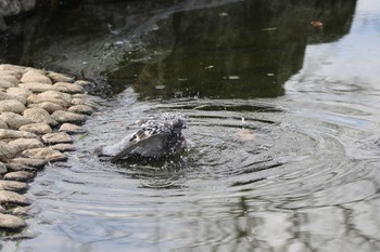 カワラバト 久宝寺緑地公園 2020年3月3日(火)