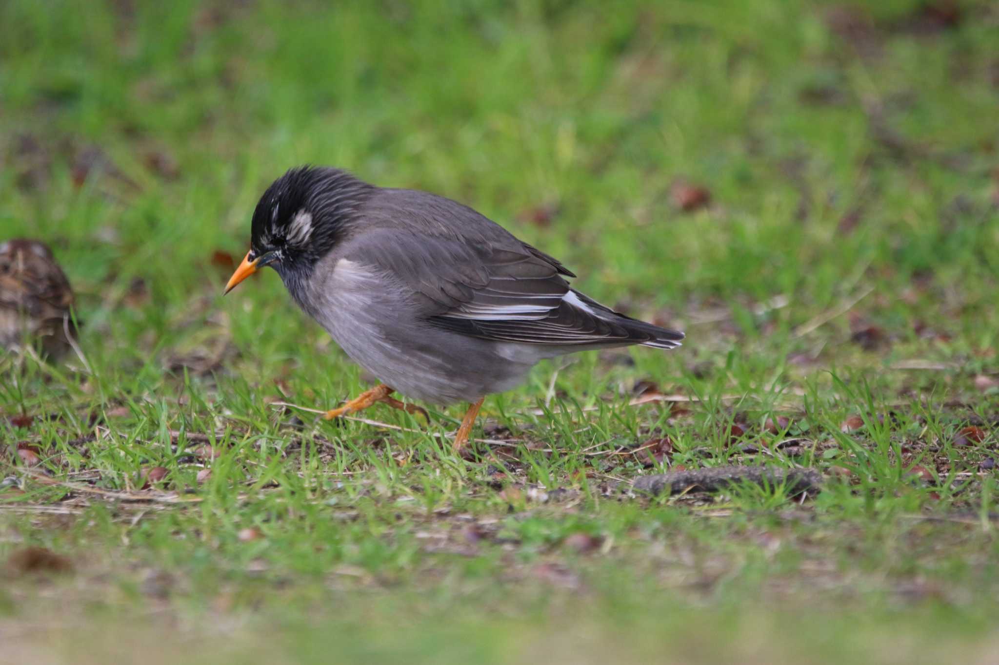 Photo of White-cheeked Starling at 久宝寺緑地公園 by ひさにゃん