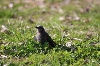 Brown-eared Bulbul 久宝寺緑地公園 Tue, 3/3/2020