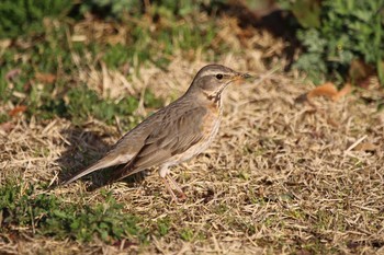 ハチジョウツグミ 久宝寺緑地公園 2020年3月3日(火)