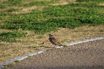 ツグミ 久宝寺緑地公園 2020年3月3日(火)