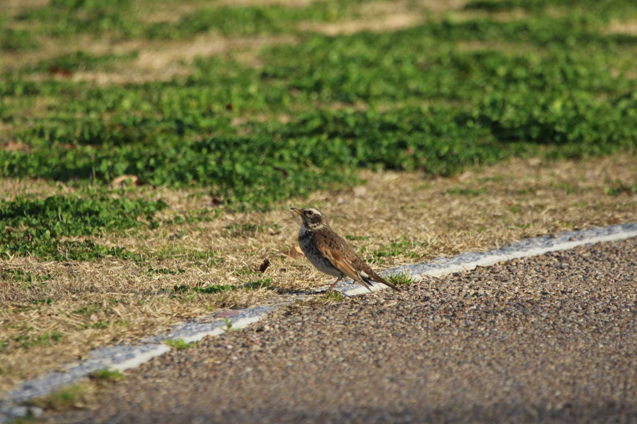 Photo of Dusky Thrush at 久宝寺緑地公園 by ひさにゃん