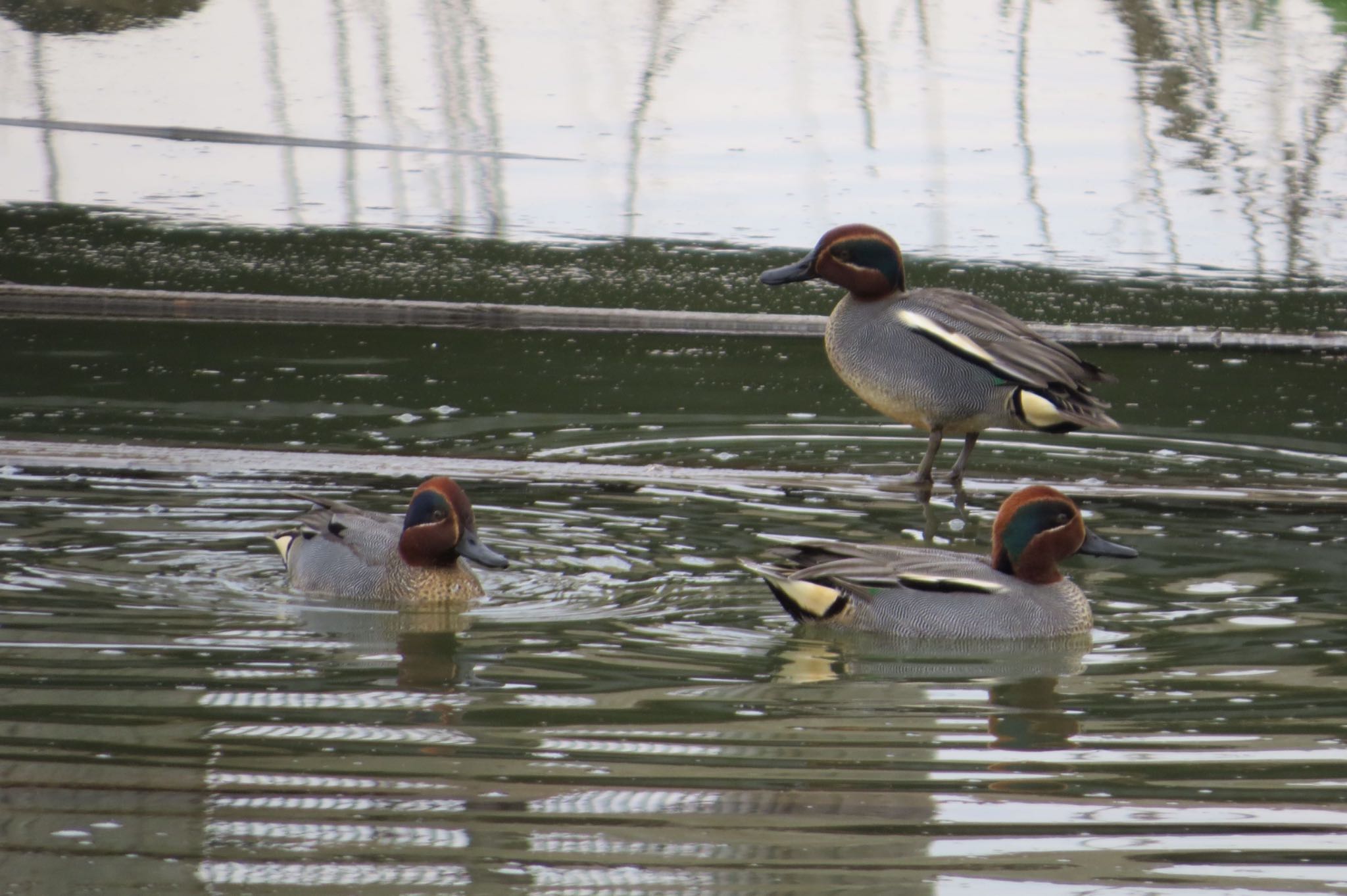 Photo of Eurasian Teal at 霞ヶ浦 by Wanko