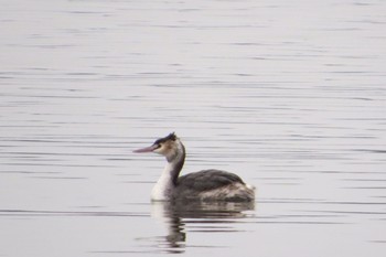 カンムリカイツブリ 霞ケ浦 2020年2月20日(木)