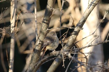 2016年1月24日(日) 葛西臨海公園の野鳥観察記録